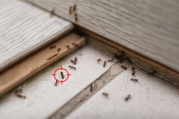 Best Affordable Pest Control Services  in Lake St Croix Beach, MN