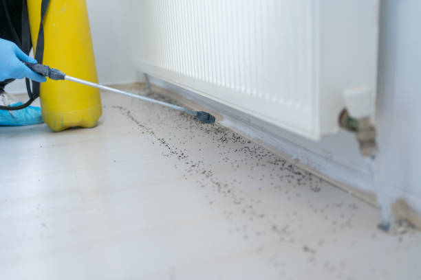 Flea Control Services in Lake St Croix Beach, MN